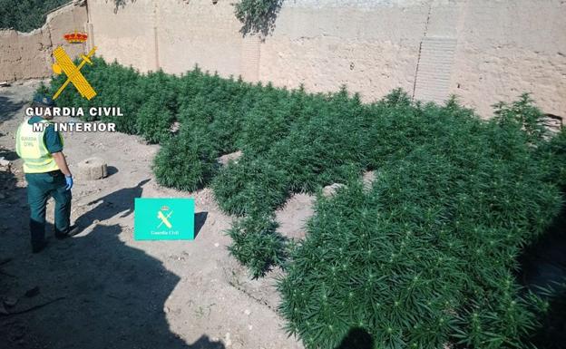 La Guardia Civil localizó 60 plantas enraizadas en el terreno./BC