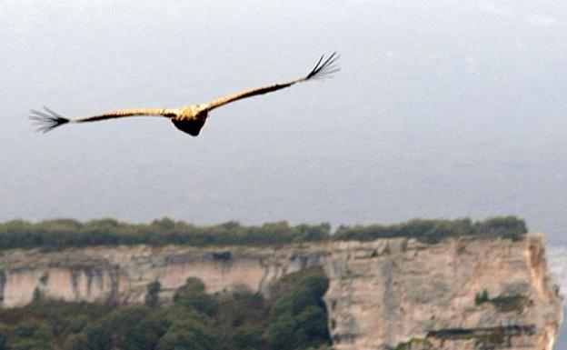La zona de Páramos es un hábitat para las aves./Bernardo Corral / El Correo