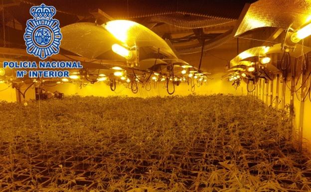 Imagen de una de las naves dedicadas al cultivo./BC