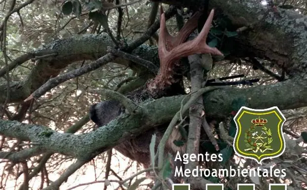 El cazador intentó ocultar la pieza entre las ramas de un árbol/@Apamcyl