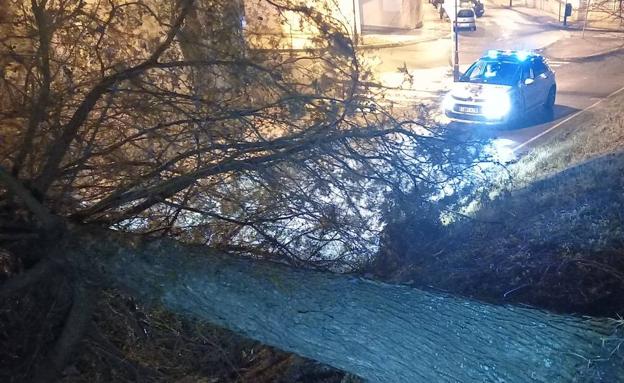 Árbol caído por las rachas de viento en Burgos